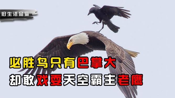 欲钱看高飞的鸟儿遇老鹰打一准确生肖警惕虚假宣传、全面解答与解释、科学解答解释落实