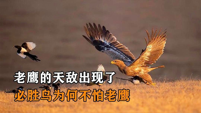 欲钱看高飞的鸟儿遇老鹰打一准确生肖警惕虚假宣传、全面解答与解释、科学解答解释落实