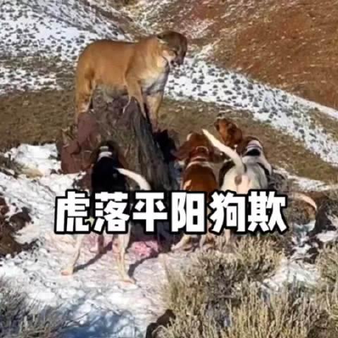 虎落平原被犬欺，古人流传有道理打一个准确生肖全面释义、实证解答解释落实