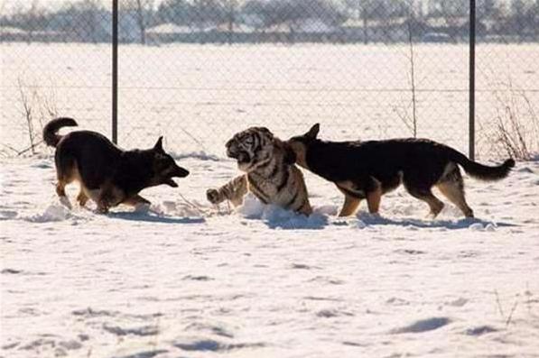 虎落平原被犬欺，古人流传有道理打一个准确生肖全面释义、实证解答解释落实